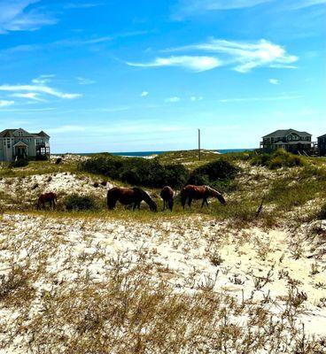 Eating beach grass!