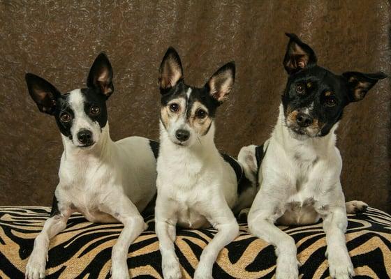 The Colson's trio... Scooter, Shamus, and Skeeter.