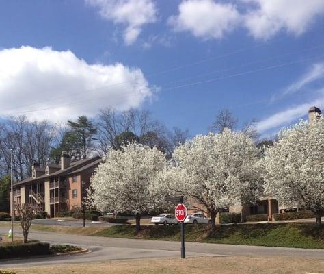 Springtime @ The Creek! Gorgeous!