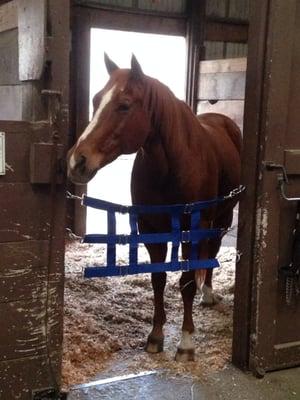 Typical stall in one of the barns