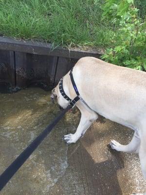 #DukeDillon gets his paws wet at #BassLake