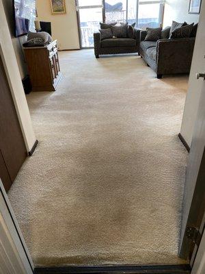 This carpet was covered with per stains.