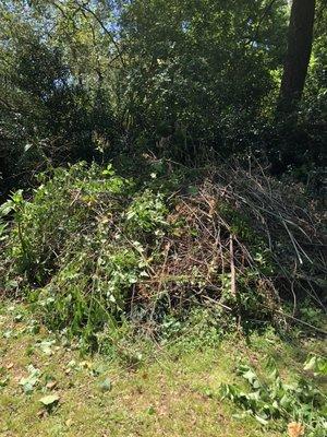 Debris and tree branches