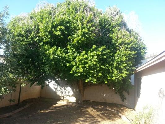 Photo of our ficus before the trim and thin, notice the dead branches up top and thickness of the tree down lower.