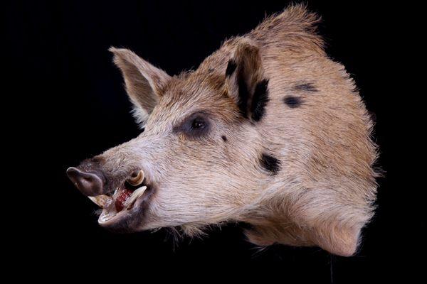 Wild boar, Shoulder mount, open mouth.