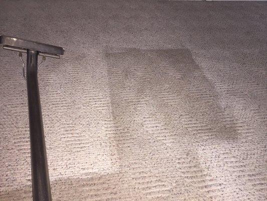 A picture taken during our carpet cleaning process