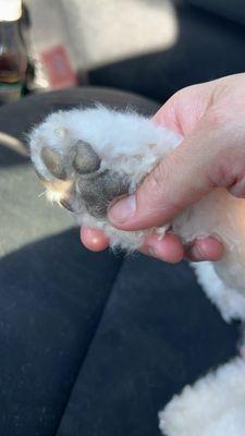 No more fur between his paws!