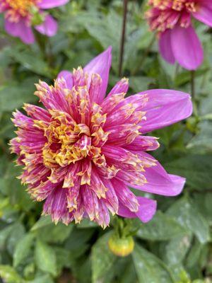 Dahlia Dell at Golden Gate Park