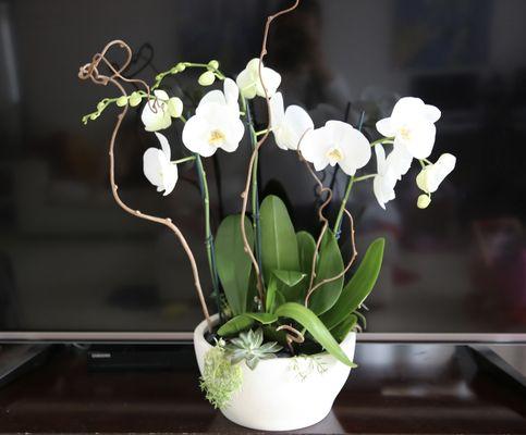 Orchids and Succulents in a Ceramic Pot