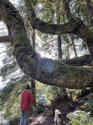 Neat moss covered trees