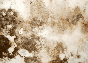 Mold Testing, Removal, and Remediation