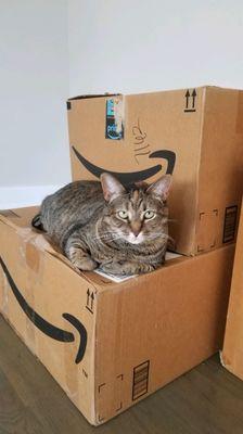 One of our favorite cats to petsit, and her boxes