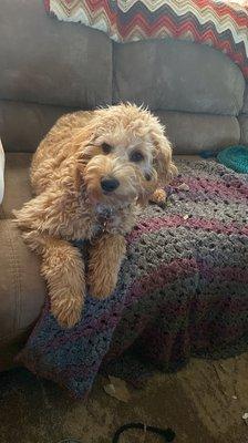 Shiloh the G-Doodle. 6 months.