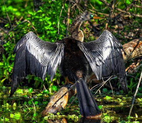 Beautiful female anhinga ready for a family. Look at her beautiful eye ring!