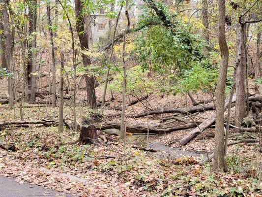 Stream in the ravine