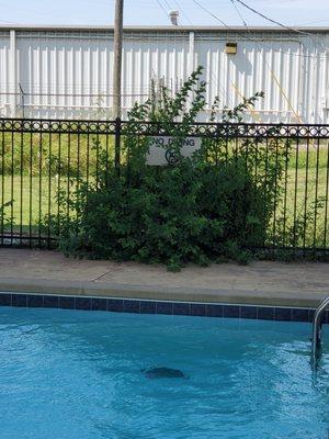 Pool area is dirty and not maintained. Bushes growing up over safety signs.