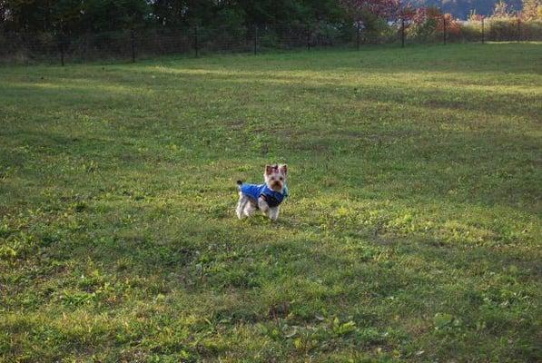 Mossimo Yorkie loves this park