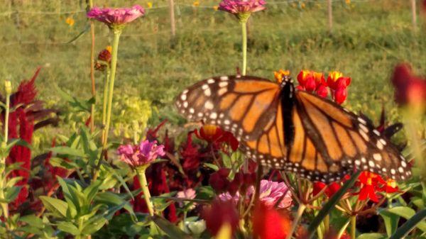 Boxwood Farms Nursery & Landscaping