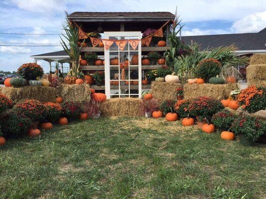 Mums, pumpkins, straw and cornstalks for Fall decorating