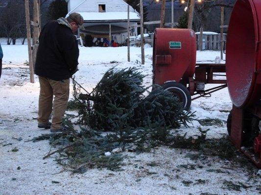 Ben getting our tree all trimmed up for us!