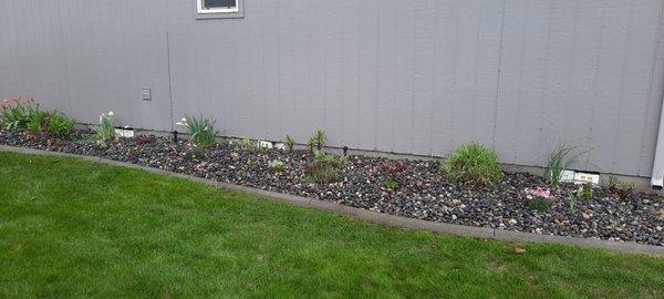 After cleanup with new rock & plants