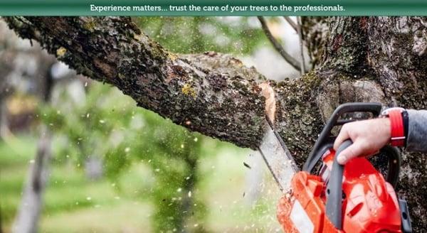 National Tree Service