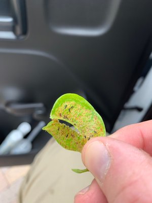 Do your plants look like this? It could be WhiteFly, an insect that saps your plants of nutrients and leaves them discolored.