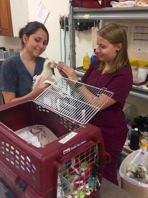 CSNC Vet Tech, Emily and our receptionist, the hostess with the mostess, lol, Stef, feeding preemie foster kitty, "Foster"