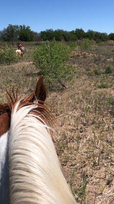 Arabian/saddlebred, I very much enjoyed riding