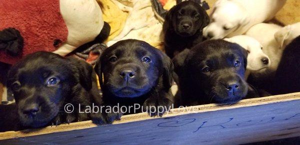 Labrador Puppy Love