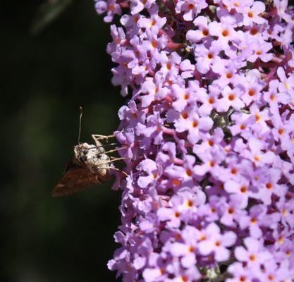 Butterfly on sage. Flower