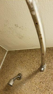 Black mold in all of the bathrooms.