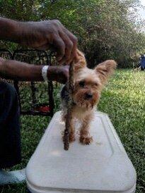 Teacup Yorkie