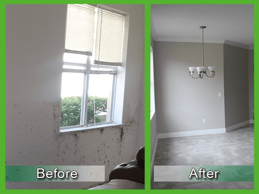 Black Mold Removal, Mold Remediation