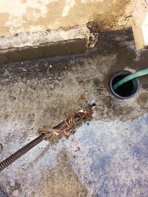 Root intrusion. Call us for a sewer inspection.