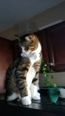 Adopted cat (Bernie) rocking formal wear