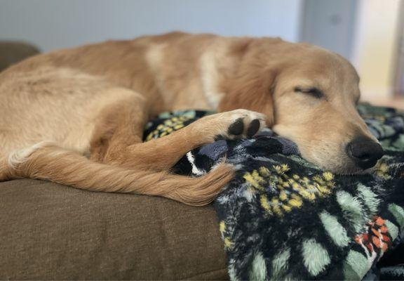 Alfie sleepy after a vaccine.  Thanks for keeping him vaxxed and safe!