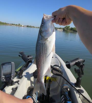 Caught this 22" Striper on a Hobie Mirage Outback. We have ton's of fishing kayaks in stock ready to ship.