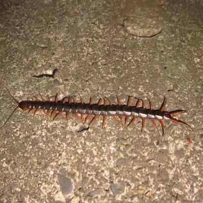 Do you have centipedes or millipedes? We can help. Give us a call or visit our website for a licensed technician.