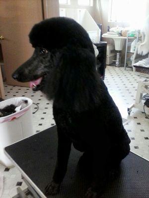 Another after shot of this gorgeous standard poodle