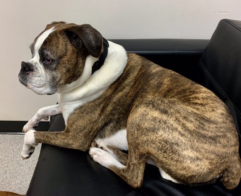 Ruckus getting comfortable, waiting for the Doctor.