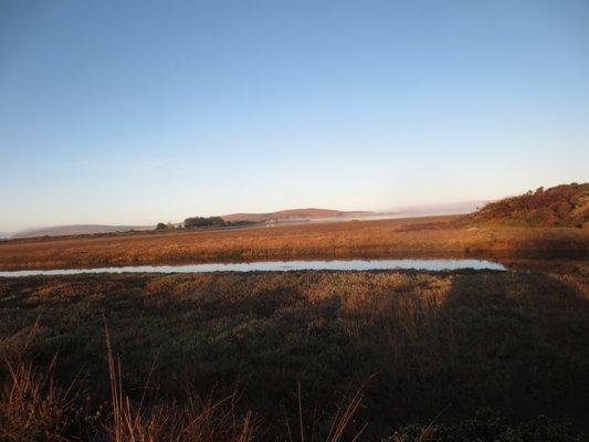 marshland