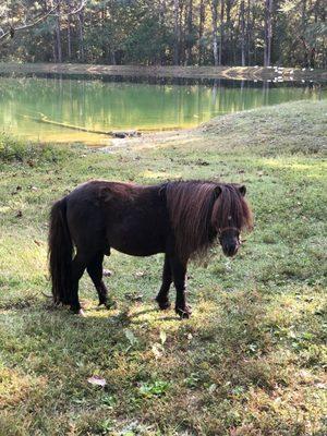 Shetland pony in a fenced in area on the grounds.