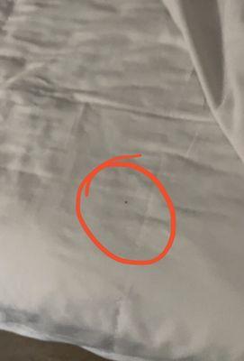 Bedbug in room 105 July 7, 2022