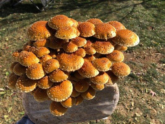 Elevated mushrooms