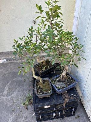 Bonsai of Napa Valley