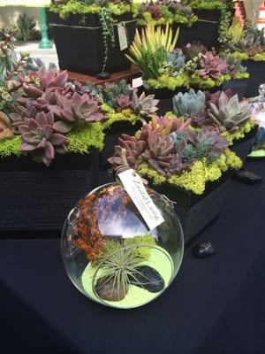 Mixed succulent arrangements for home and office decor, weddings and everyday gifts.