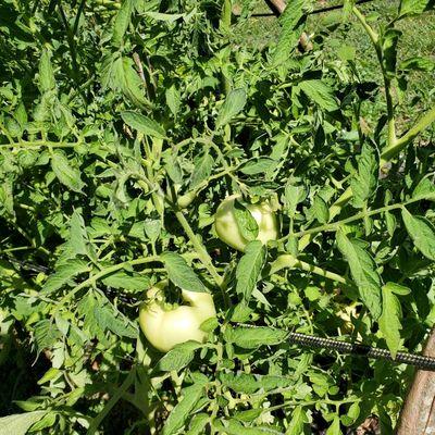 Going to make fried green tomatoes tonight!