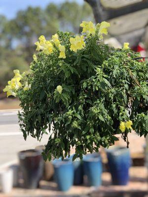 Live life in full bloom! Our beautiful hanging baskets are popping and bright on this sunny and warm Wednesday!