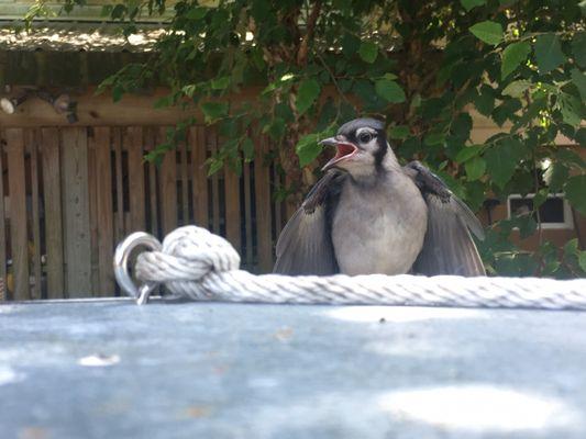 Blue jay